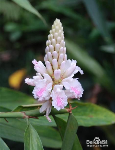 益智仁种植技术