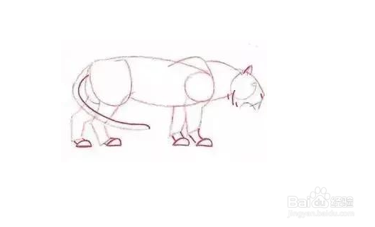 老虎的素描画法