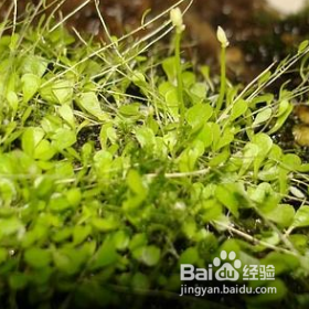 小白兔狸藻怎么养水培