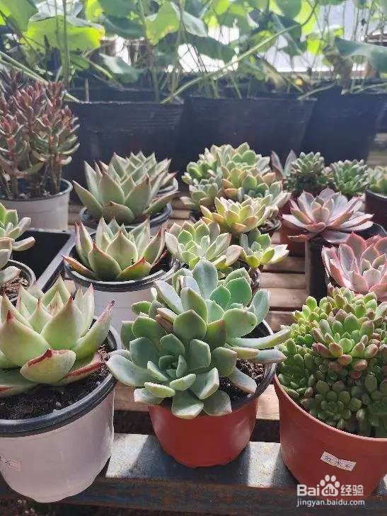 多肉喝点胡萝卜水,颜色鲜艳叶子饱满