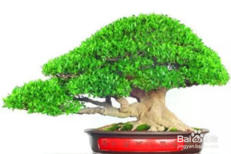 榕树冬天怎么养