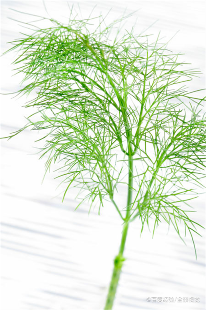 茴香可以治疗胃病吗