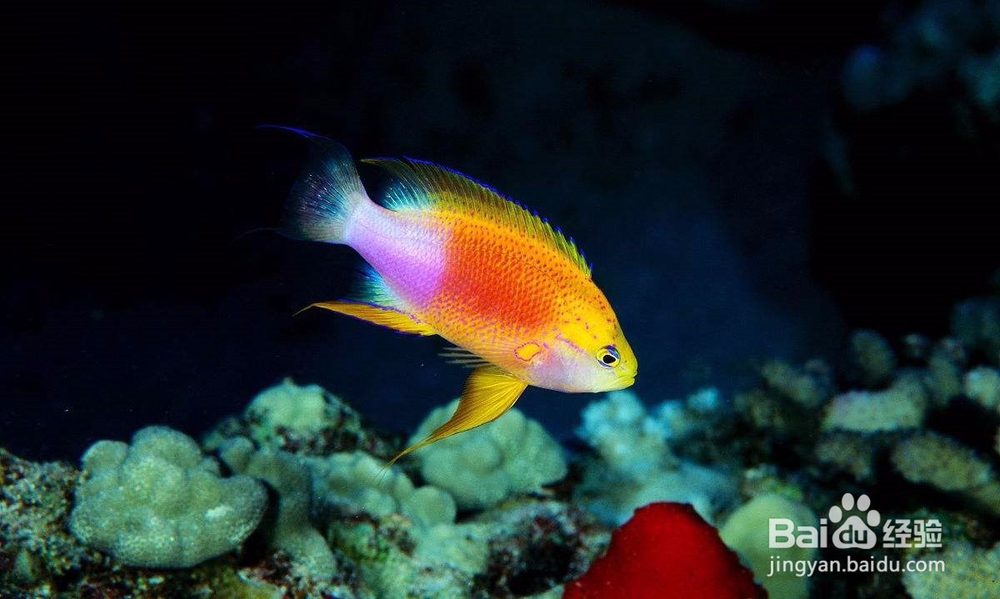 鱼互相攻击怎么办