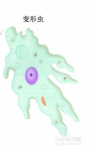 如何培育变形虫