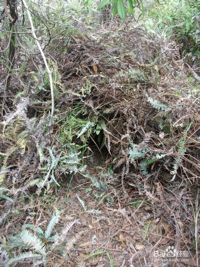 反穿福建福州十八重溪山脊,不一样的味道