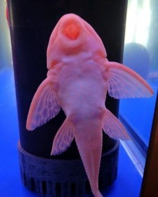怎么能让清道夫不吸鱼