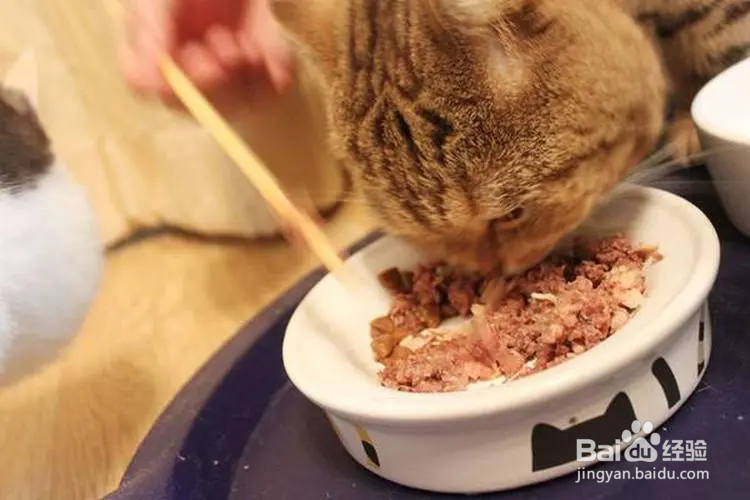 猫鼻子不通气小妙招