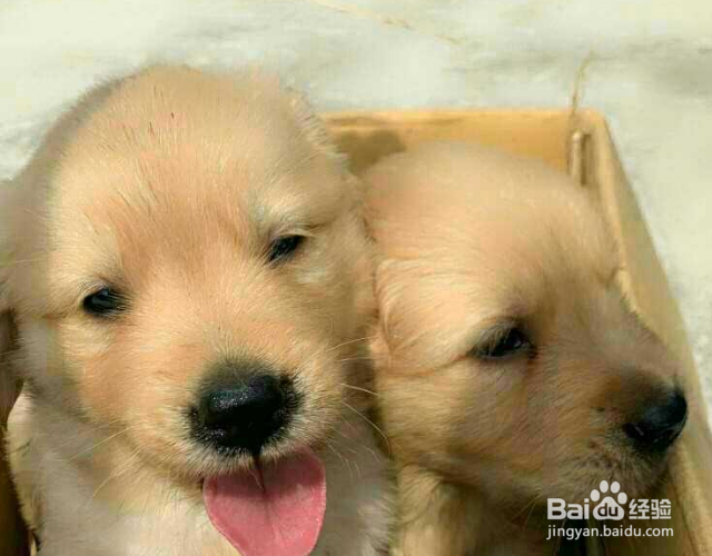 狗尿味一天会消散吗？