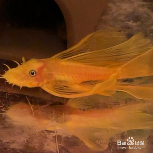 大帆鱼的养殖方法