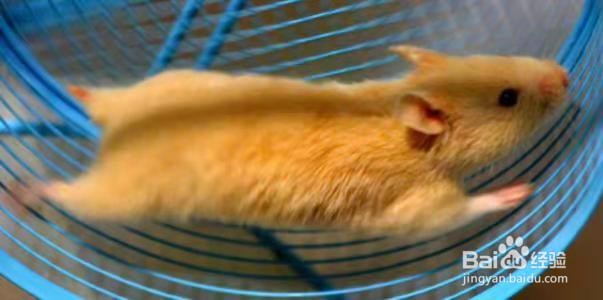 仓鼠很瘦怎么增肥