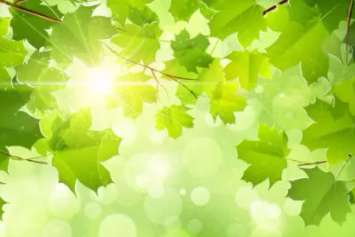 描写树叶的优美句子有哪些