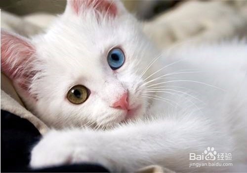 如何正确给猫洗澡