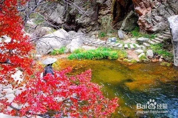 赏枫叶好去处——河南家门口赏枫叶攻略