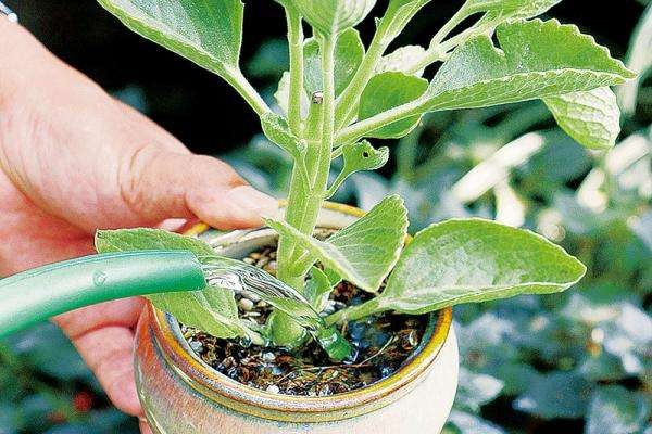 茶水可以浇花吗