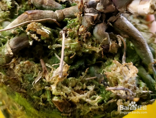 水苔养蝴蝶兰的方法