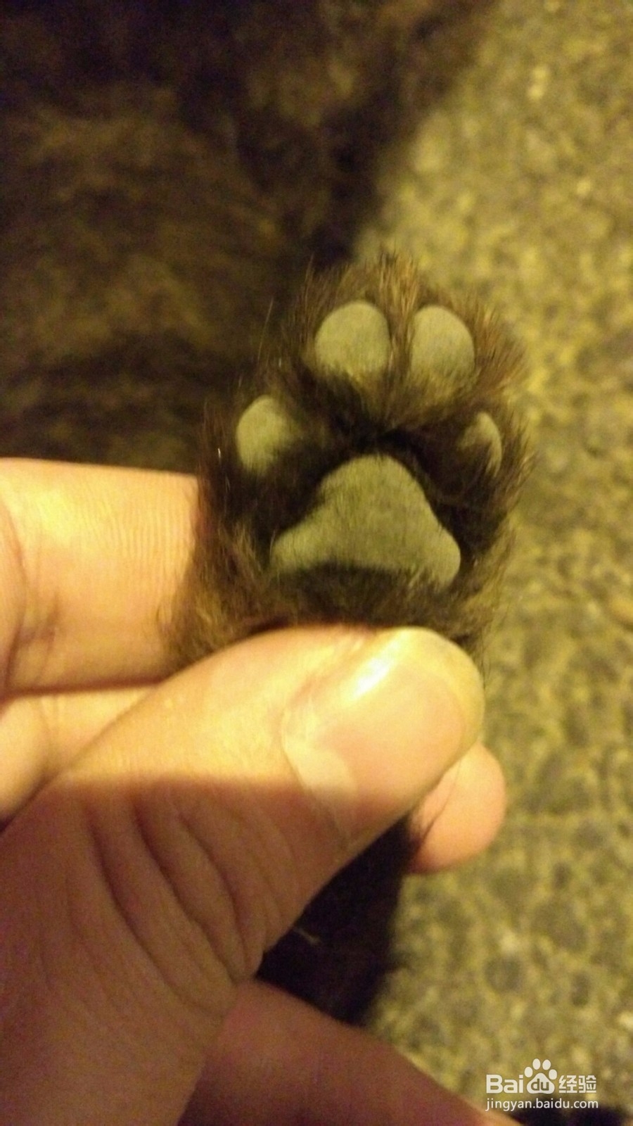 怎么培养和狗狗之间的感情？