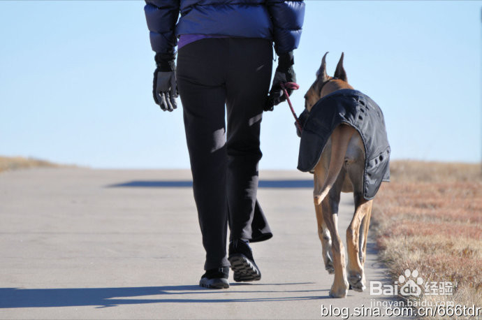 女不养狗,男不养猫是什么意思