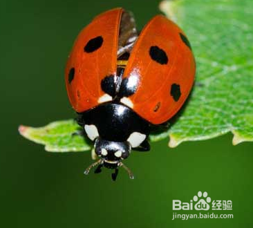 怕虫子怎么克服