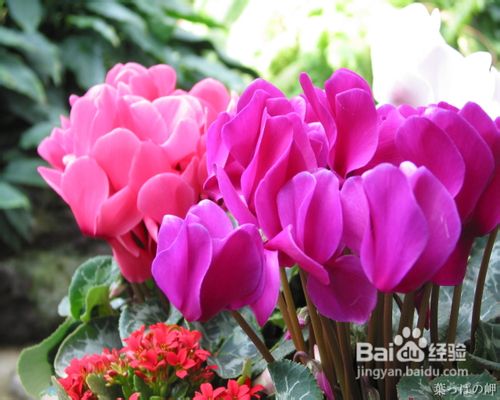 仙客来的施肥要点