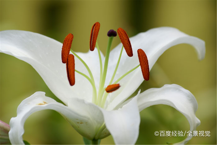 鲜百合、干百合，选哪种好