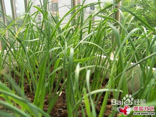 露地韭菜怎么越冬