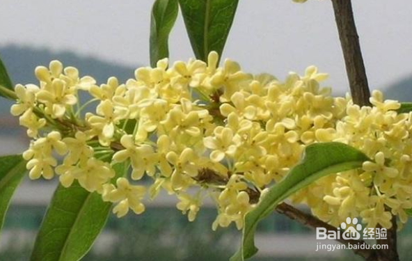 桂花发芽后芽尖变黑脱落怎么回事