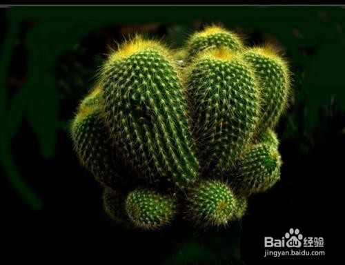 金丝猴仙人球怎么养?