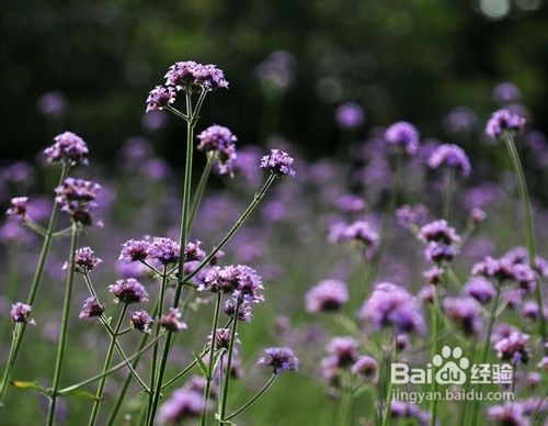 如何自制爽肤水，怎么自制爽肤水？