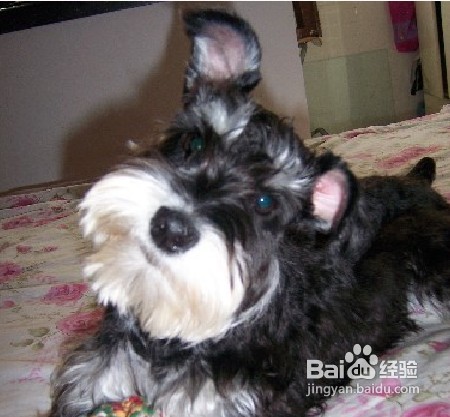 雪纳瑞不同部位美容方法