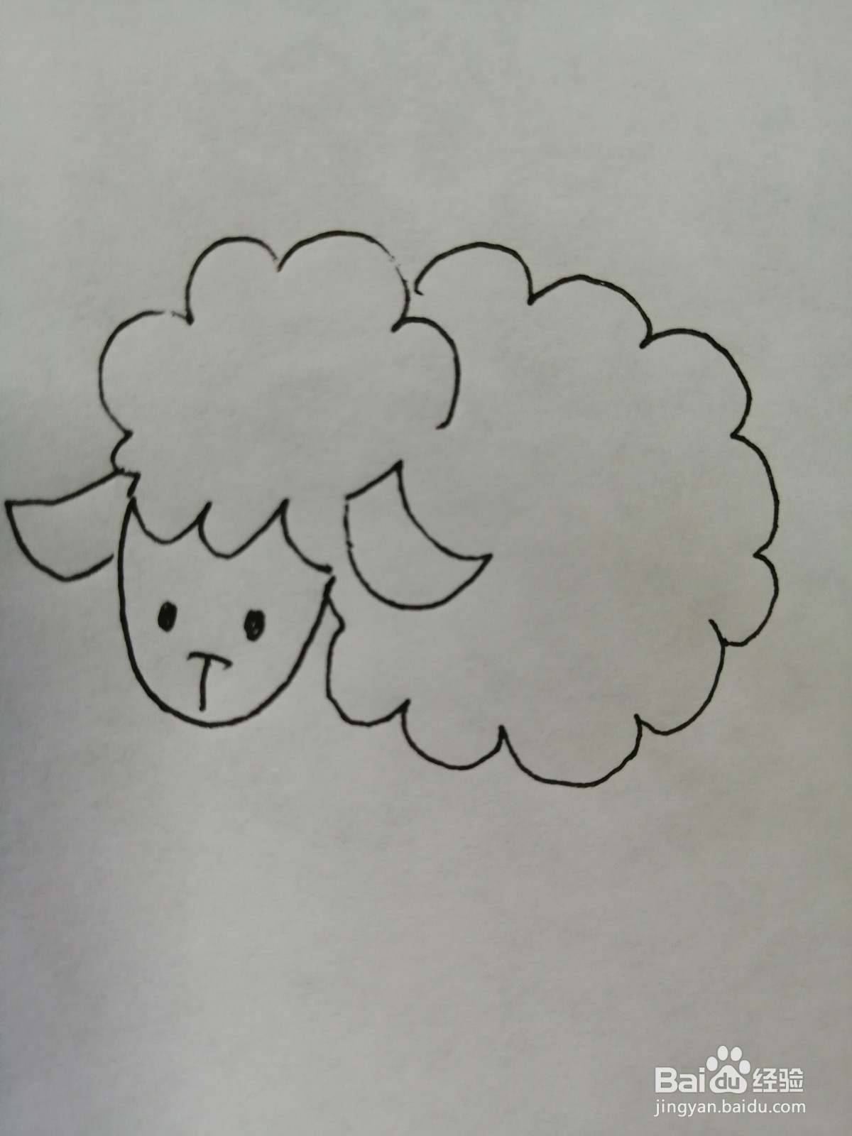 可爱的小绵羊怎么画