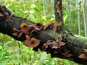 这些食物不能一起吃一(特别注意)