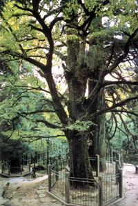 五一到庐山旅游