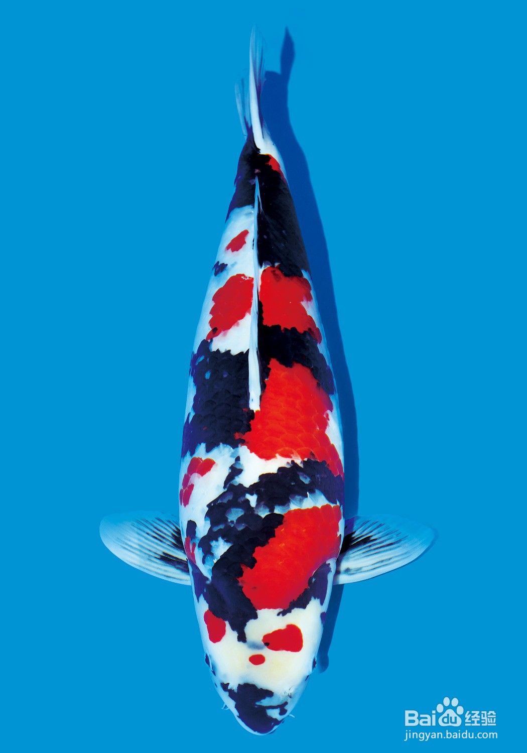 锦鲤的品种图解