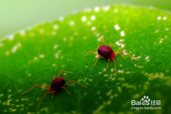 大岩桐花怎么养