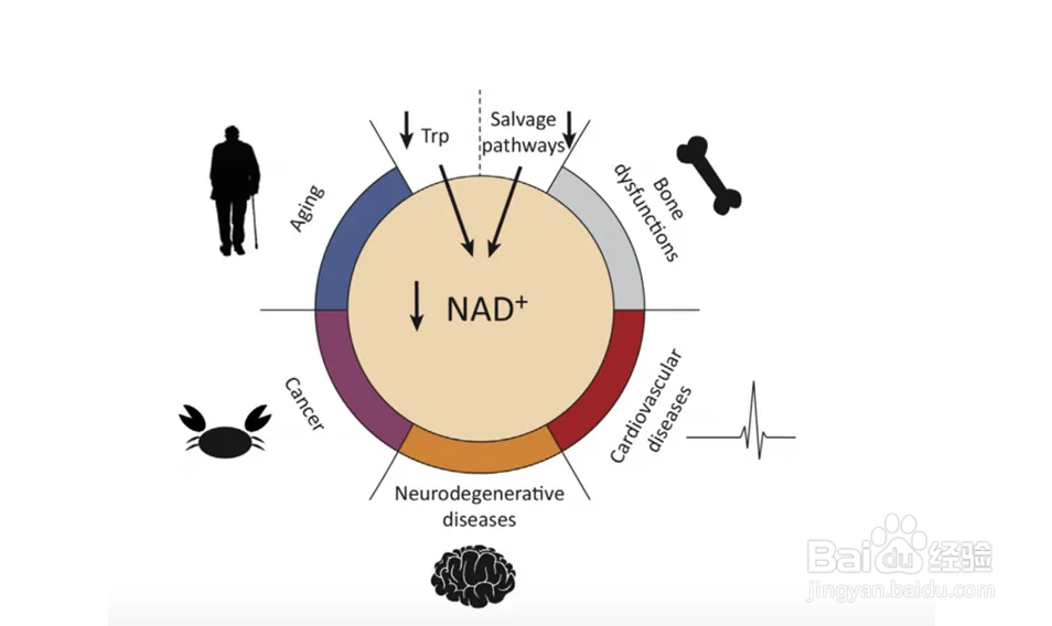 nad是什么?nad+是什么东西?