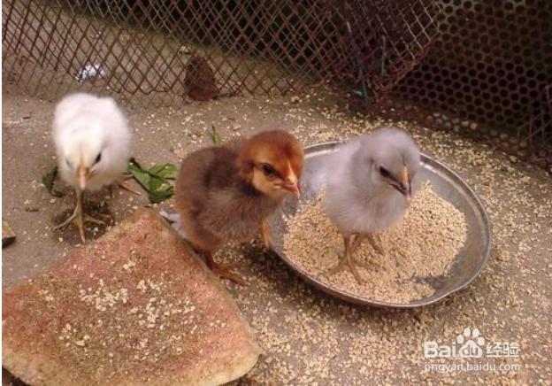 小鸡快死的时候怎么急救