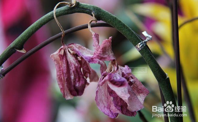 蝴蝶兰谢花以后怎么养