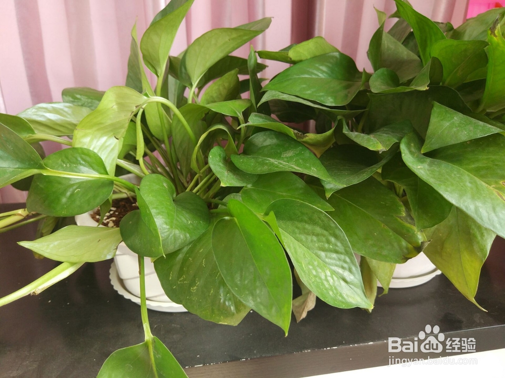 网购来的绿萝(绿植)怎么上盆?怎么打理?
