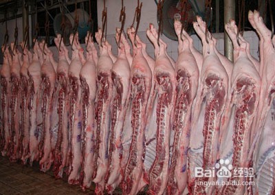 如何养猪最赚钱