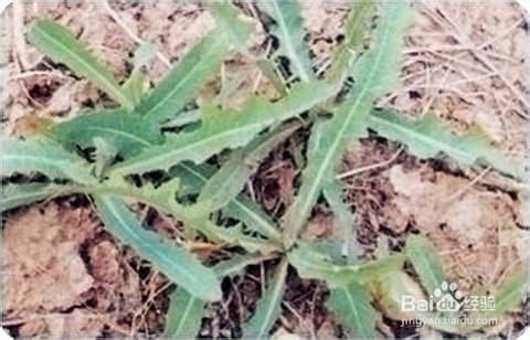 菜苣的功效和作用