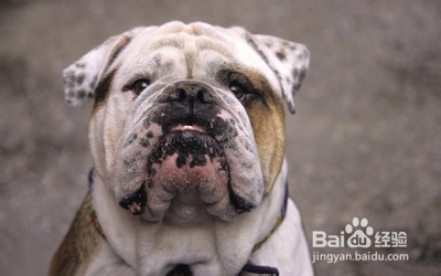 影响狗狗健康的因素