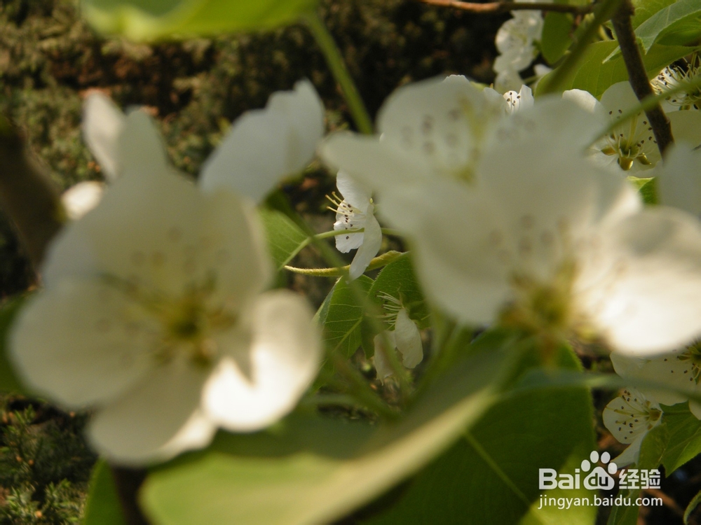 美丽的兰州：[2]春季花朵一景