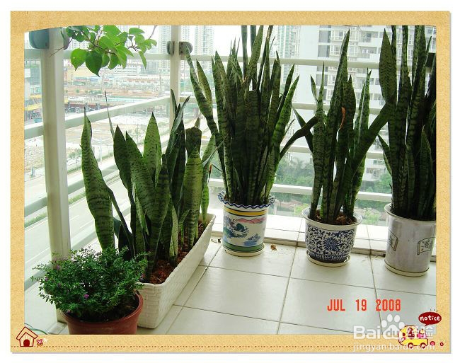 怎样净化家中的空气