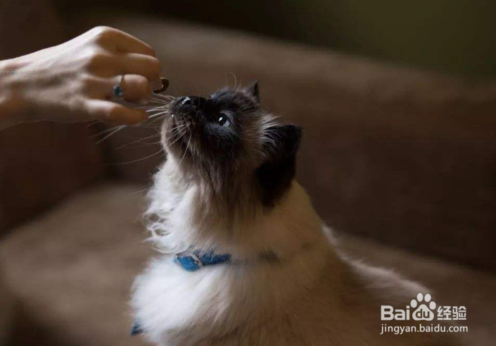 怎样让猫产生好感