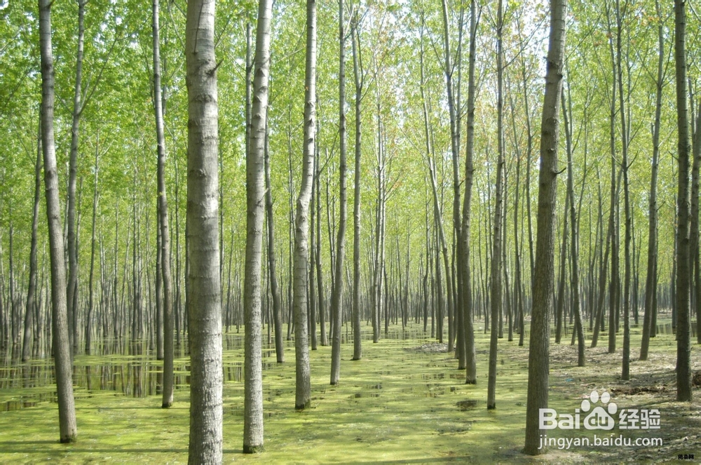 林木病害的防治方法