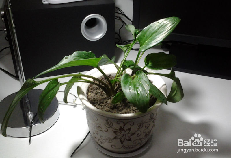 养花不开花是怎么回事