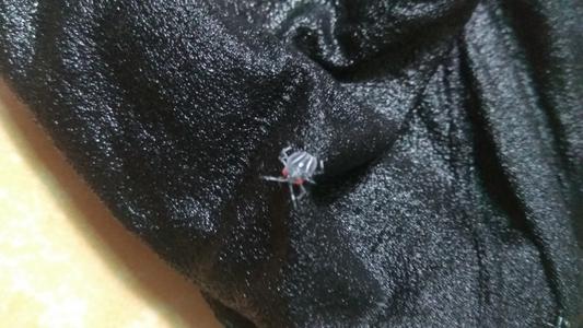 专门在黑色衣服上爬的白虫子是什么