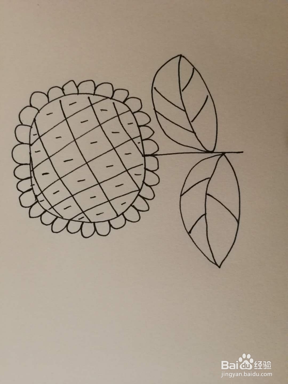 简笔画小向日葵