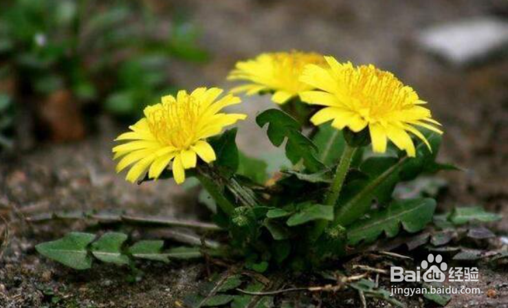 蒲公英种子的播种方法