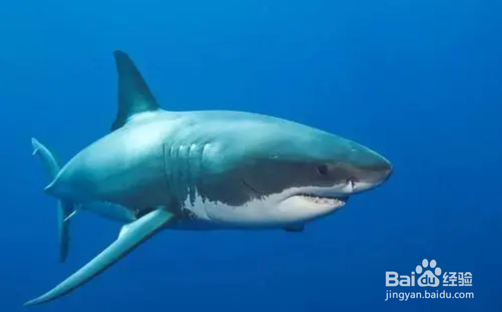 鱼如何在水中沉浮